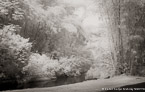 Tropical River, Tahiti  #YNL-562.  Infrared Photograph,  Stretched and Gallery Wrapped, Limited Edition Archival Print on Canvas:  68 x 40 inches, $1620.  Custom Proportions and Sizes are Available.  For more information or to order please visit our ABOUT page or call us at 561-691-1110.