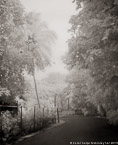 Tropical Road, Tahiti  #YNL-563.  Infrared Photograph,  Stretched and Gallery Wrapped, Limited Edition Archival Print on Canvas:  40 x 50 inches, $1560.  Custom Proportions and Sizes are Available.  For more information or to order please visit our ABOUT page or call us at 561-691-1110.