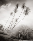Tropical Palms, Tahiti  #YNL-566.  Infrared Photograph,  Stretched and Gallery Wrapped, Limited Edition Archival Print on Canvas:  40 x 50 inches, $1560.  Custom Proportions and Sizes are Available.  For more information or to order please visit our ABOUT page or call us at 561-691-1110.