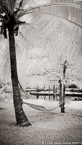 Tropical Hammock, Tahiti  #YNL-573.  Infrared Photograph,  Stretched and Gallery Wrapped, Limited Edition Archival Print on Canvas:  40 x 72 inches, $1620.  Custom Proportions and Sizes are Available.  For more information or to order please visit our ABOUT page or call us at 561-691-1110.