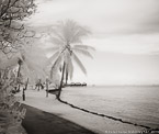 Tropical Beach, Tahiti  #YNL-574.  Infrared Photograph,  Stretched and Gallery Wrapped, Limited Edition Archival Print on Canvas:  48 x 40 inches, $1560.  Custom Proportions and Sizes are Available.  For more information or to order please visit our ABOUT page or call us at 561-691-1110.