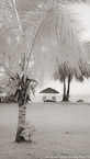 Tropical Beach, Tahiti  #YNL-576.  Infrared Photograph,  Stretched and Gallery Wrapped, Limited Edition Archival Print on Canvas:  40 x 72 inches, $1620.  Custom Proportions and Sizes are Available.  For more information or to order please visit our ABOUT page or call us at 561-691-1110.