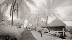 Tropical Walkway, Tahiti  #YNL-585.  Black-White Photograph,  Stretched and Gallery Wrapped, Limited Edition Archival Print on Canvas:  72 x 40 inches, $1620.  Custom Proportions and Sizes are Available.  For more information or to order please visit our ABOUT page or call us at 561-691-1110.