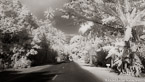Tropical Road, Tahiti  #YNL-597.  Infrared Photograph,  Stretched and Gallery Wrapped, Limited Edition Archival Print on Canvas:  72 x 40 inches, $1620.  Custom Proportions and Sizes are Available.  For more information or to order please visit our ABOUT page or call us at 561-691-1110.