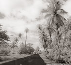 Tropical Road, Tahiti  #YNL-599.  Infrared Photograph,  Stretched and Gallery Wrapped, Limited Edition Archival Print on Canvas:  40 x 44 inches, $1530.  Custom Proportions and Sizes are Available.  For more information or to order please visit our ABOUT page or call us at 561-691-1110.
