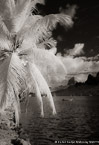 Tropical Bay, Moorea  #YNL-603.  Infrared Photograph,  Stretched and Gallery Wrapped, Limited Edition Archival Print on Canvas:  40 x 60 inches, $1590.  Custom Proportions and Sizes are Available.  For more information or to order please visit our ABOUT page or call us at 561-691-1110.