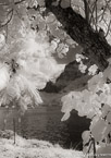 Tropical Bay, Moorea  #YNL-605.  Infrared Photograph,  Stretched and Gallery Wrapped, Limited Edition Archival Print on Canvas:  40 x 60 inches, $1590.  Custom Proportions and Sizes are Available.  For more information or to order please visit our ABOUT page or call us at 561-691-1110.