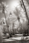 Palm Stand, Moorea  #YNL-615.  Infrared Photograph,  Stretched and Gallery Wrapped, Limited Edition Archival Print on Canvas:  40 x 60 inches, $1590.  Custom Proportions and Sizes are Available.  For more information or to order please visit our ABOUT page or call us at 561-691-1110.