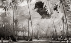 Palm Stand, Moorea  #YNL-616.  Infrared Photograph,  Stretched and Gallery Wrapped, Limited Edition Archival Print on Canvas:  68 x 40 inches, $1620.  Custom Proportions and Sizes are Available.  For more information or to order please visit our ABOUT page or call us at 561-691-1110.