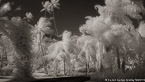 Tropical Road, Moorea  #YNL-625.  Infrared Photograph,  Stretched and Gallery Wrapped, Limited Edition Archival Print on Canvas:  68 x 40 inches, $1620.  Custom Proportions and Sizes are Available.  For more information or to order please visit our ABOUT page or call us at 561-691-1110.