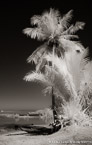 Tropical Beach, Moorea  #YNL-631.  Infrared Photograph,  Stretched and Gallery Wrapped, Limited Edition Archival Print on Canvas:  40 x 68 inches, $1620.  Custom Proportions and Sizes are Available.  For more information or to order please visit our ABOUT page or call us at 561-691-1110.