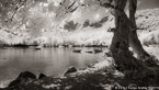 Tropical Bay, Moorea  #YNL-635.  Infrared Photograph,  Stretched and Gallery Wrapped, Limited Edition Archival Print on Canvas:  72 x 40 inches, $1620.  Custom Proportions and Sizes are Available.  For more information or to order please visit our ABOUT page or call us at 561-691-1110.