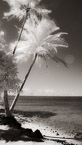 Tropical Beach, Moorea  #YNL-641.  Infrared Photograph,  Stretched and Gallery Wrapped, Limited Edition Archival Print on Canvas:  40 x 72 inches, $1620.  Custom Proportions and Sizes are Available.  For more information or to order please visit our ABOUT page or call us at 561-691-1110.