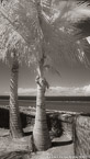 Tropical Vista, Moorea  #YNL-648.  Infrared Photograph,  Stretched and Gallery Wrapped, Limited Edition Archival Print on Canvas:  40 x 72 inches, $1620.  Custom Proportions and Sizes are Available.  For more information or to order please visit our ABOUT page or call us at 561-691-1110.