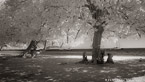 Tropical Beach, Moorea  #YNL-663.  Infrared Photograph,  Stretched and Gallery Wrapped, Limited Edition Archival Print on Canvas:  72 x 40 inches, $1620.  Custom Proportions and Sizes are Available.  For more information or to order please visit our ABOUT page or call us at 561-691-1110.