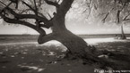 Tropical Beach, Moorea  #YNL-664.  Infrared Photograph,  Stretched and Gallery Wrapped, Limited Edition Archival Print on Canvas:  72 x 40 inches, $1620.  Custom Proportions and Sizes are Available.  For more information or to order please visit our ABOUT page or call us at 561-691-1110.