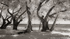 Tropical Beach, Moorea  #YNL-666.  Infrared Photograph,  Stretched and Gallery Wrapped, Limited Edition Archival Print on Canvas:  72 x 40 inches, $1620.  Custom Proportions and Sizes are Available.  For more information or to order please visit our ABOUT page or call us at 561-691-1110.