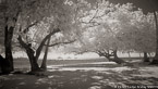 Tropical Beach, Moorea  #YNL-667.  Infrared Photograph,  Stretched and Gallery Wrapped, Limited Edition Archival Print on Canvas:  72 x 40 inches, $1620.  Custom Proportions and Sizes are Available.  For more information or to order please visit our ABOUT page or call us at 561-691-1110.