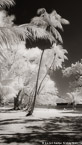 Tropical Beach, Moorea  #YNL-668.  Infrared Photograph,  Stretched and Gallery Wrapped, Limited Edition Archival Print on Canvas:  40 x 72 inches, $1620.  Custom Proportions and Sizes are Available.  For more information or to order please visit our ABOUT page or call us at 561-691-1110.