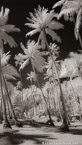 Palm Stand, Moorea  #YNL-670.  Infrared Photograph,  Stretched and Gallery Wrapped, Limited Edition Archival Print on Canvas:  40 x 72 inches, $1620.  Custom Proportions and Sizes are Available.  For more information or to order please visit our ABOUT page or call us at 561-691-1110.