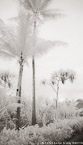 Tropical Palms, Bora Bora #YNL-679.  Infrared Photograph,  Stretched and Gallery Wrapped, Limited Edition Archival Print on Canvas:  40 x 68 inches, $1620.  Custom Proportions and Sizes are Available.  For more information or to order please visit our ABOUT page or call us at 561-691-1110.
