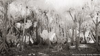 Tropical Trees, Bora Bora #YNL-692.  Infrared Photograph,  Stretched and Gallery Wrapped, Limited Edition Archival Print on Canvas:  72 x 40 inches, $1620.  Custom Proportions and Sizes are Available.  For more information or to order please visit our ABOUT page or call us at 561-691-1110.
