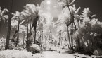 Tropical Path, Bora Bora #YNL-693.  Infrared Photograph,  Stretched and Gallery Wrapped, Limited Edition Archival Print on Canvas:  72 x 40 inches, $1620.  Custom Proportions and Sizes are Available.  For more information or to order please visit our ABOUT page or call us at 561-691-1110.