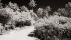 Tropical Path, Bora Bora #YNL-694.  Infrared Photograph,  Stretched and Gallery Wrapped, Limited Edition Archival Print on Canvas:  72 x 40 inches, $1620.  Custom Proportions and Sizes are Available.  For more information or to order please visit our ABOUT page or call us at 561-691-1110.