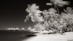 Tropical Beach, Bora Bora #YNL-705.  Infrared Photograph,  Stretched and Gallery Wrapped, Limited Edition Archival Print on Canvas:  72 x 40 inches, $1620.  Custom Proportions and Sizes are Available.  For more information or to order please visit our ABOUT page or call us at 561-691-1110.