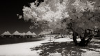 Tropical Beach, Bora Bora #YNL-709.  Infrared Photograph,  Stretched and Gallery Wrapped, Limited Edition Archival Print on Canvas:  72 x 40 inches, $1620.  Custom Proportions and Sizes are Available.  For more information or to order please visit our ABOUT page or call us at 561-691-1110.