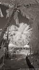 Tropical Path, Bora Bora #YNL-715.  Infrared Photograph,  Stretched and Gallery Wrapped, Limited Edition Archival Print on Canvas:  40 x 72 inches, $1620.  Custom Proportions and Sizes are Available.  For more information or to order please visit our ABOUT page or call us at 561-691-1110.