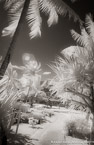 Tropical Path, Bora Bora #YNL-721.  Infrared Photograph,  Stretched and Gallery Wrapped, Limited Edition Archival Print on Canvas:  40 x 60 inches, $1590.  Custom Proportions and Sizes are Available.  For more information or to order please visit our ABOUT page or call us at 561-691-1110.