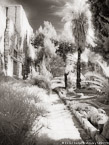 Garden, Israel  #YNL-750.  Infrared Photograph,  Stretched and Gallery Wrapped, Limited Edition Archival Print on Canvas:  40 x 56 inches, $1590.  Custom Proportions and Sizes are Available.  For more information or to order please visit our ABOUT page or call us at 561-691-1110.