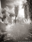 Garden, Israel  #YNL-751.  Infrared Photograph,  Stretched and Gallery Wrapped, Limited Edition Archival Print on Canvas:  40 x 56 inches, $1590.  Custom Proportions and Sizes are Available.  For more information or to order please visit our ABOUT page or call us at 561-691-1110.