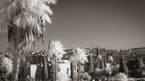 , Jerusalem Israel #YNL-758.  Infrared Photograph,  Stretched and Gallery Wrapped, Limited Edition Archival Print on Canvas:  72 x 40 inches, $1620.  Custom Proportions and Sizes are Available.  For more information or to order please visit our ABOUT page or call us at 561-691-1110.