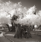 Olive Garden, Israel  #YNL-764.  Infrared Photograph,  Stretched and Gallery Wrapped, Limited Edition Archival Print on Canvas:  40 x 40 inches, $1500.  Custom Proportions and Sizes are Available.  For more information or to order please visit our ABOUT page or call us at 561-691-1110.