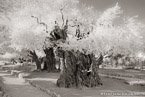 Olive Garden, Israel  #YNL-765.  Infrared Photograph,  Stretched and Gallery Wrapped, Limited Edition Archival Print on Canvas:  60 x 40 inches, $1590.  Custom Proportions and Sizes are Available.  For more information or to order please visit our ABOUT page or call us at 561-691-1110.