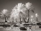 Palms , Israel  #YNL-767.  Infrared Photograph,  Stretched and Gallery Wrapped, Limited Edition Archival Print on Canvas:  56 x 40 inches, $1590.  Custom Proportions and Sizes are Available.  For more information or to order please visit our ABOUT page or call us at 561-691-1110.
