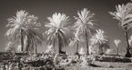 Palms , Israel  #YNL-768.  Infrared Photograph,  Stretched and Gallery Wrapped, Limited Edition Archival Print on Canvas:  68 x 36 inches, $1620.  Custom Proportions and Sizes are Available.  For more information or to order please visit our ABOUT page or call us at 561-691-1110.