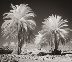 Palms , Israel  #YNL-769.  Infrared Photograph,  Stretched and Gallery Wrapped, Limited Edition Archival Print on Canvas:  48 x 40 inches, $1560.  Custom Proportions and Sizes are Available.  For more information or to order please visit our ABOUT page or call us at 561-691-1110.
