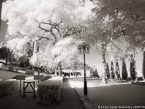 Gardens , Haifa Israel #YNL-771.  Infrared Photograph,  Stretched and Gallery Wrapped, Limited Edition Archival Print on Canvas:  56 x 40 inches, $1590.  Custom Proportions and Sizes are Available.  For more information or to order please visit our ABOUT page or call us at 561-691-1110.