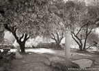 Garden , Athens Greece #YNL-428.  Infrared Photograph,  Stretched and Gallery Wrapped, Limited Edition Archival Print on Canvas:  56 x 40 inches, $1590.  Custom Proportions and Sizes are Available.  For more information or to order please visit our ABOUT page or call us at 561-691-1110.