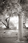 Garden , Athens Greece #YNL-430.  Infrared Photograph,  Stretched and Gallery Wrapped, Limited Edition Archival Print on Canvas:  40 x 60 inches, $1590.  Custom Proportions and Sizes are Available.  For more information or to order please visit our ABOUT page or call us at 561-691-1110.