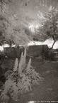 Garden , Athens Greece #YNL-441.  Infrared Photograph,  Stretched and Gallery Wrapped, Limited Edition Archival Print on Canvas:  40 x 72 inches, $1620.  Custom Proportions and Sizes are Available.  For more information or to order please visit our ABOUT page or call us at 561-691-1110.