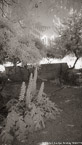 Garden , Athens Greece #YNL-441.  Infrared Photograph,  Stretched and Gallery Wrapped, Limited Edition Archival Print on Canvas:  40 x 72 inches, $1620.  Custom Proportions and Sizes are Available.  For more information or to order please visit our ABOUT page or call us at 561-691-1110.