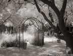 Garden , Athens Greece #YNL-457.  Infrared Photograph,  Stretched and Gallery Wrapped, Limited Edition Archival Print on Canvas:  50 x 40 inches, $1560.  Custom Proportions and Sizes are Available.  For more information or to order please visit our ABOUT page or call us at 561-691-1110.