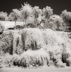 Garden , Antalya Turkey #YNL-504.  Infrared Photograph,  Stretched and Gallery Wrapped, Limited Edition Archival Print on Canvas:  40 x 40 inches, $1500.  Custom Proportions and Sizes are Available.  For more information or to order please visit our ABOUT page or call us at 561-691-1110.