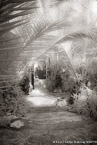 Garden , Mykonos Greece #YNL-541.  Infrared Photograph,  Stretched and Gallery Wrapped, Limited Edition Archival Print on Canvas:  40 x 60 inches, $1590.  Custom Proportions and Sizes are Available.  For more information or to order please visit our ABOUT page or call us at 561-691-1110.