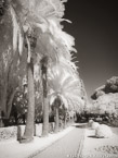 Tropical Garden, Israel  #YNL-944.  Infrared Photograph,  Stretched and Gallery Wrapped, Limited Edition Archival Print on Canvas:  40 x 56 inches, $1590.  Custom Proportions and Sizes are Available.  For more information or to order please visit our ABOUT page or call us at 561-691-1110.