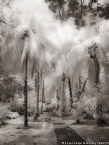 Tropical Garden, Costa Rica #YNL-945.  Infrared Photograph,  Stretched and Gallery Wrapped, Limited Edition Archival Print on Canvas:  40 x 56 inches, $1590.  Custom Proportions and Sizes are Available.  For more information or to order please visit our ABOUT page or call us at 561-691-1110.